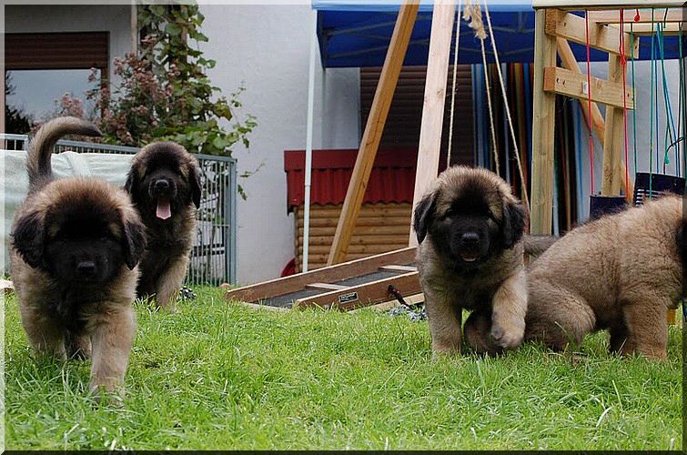leonberger 067.jpg